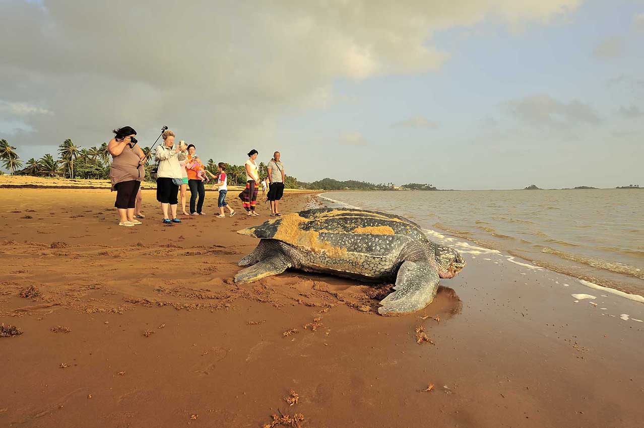 Une tortue luth regagne le large après avoir pondu - Guyane Française