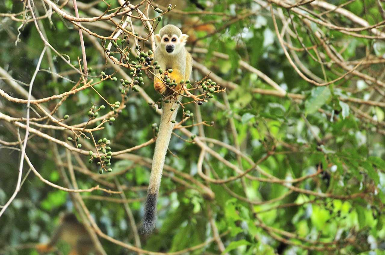 Un singe-écureuil commun ou sapajou jaune près des marais de Kaw - Guyane Française