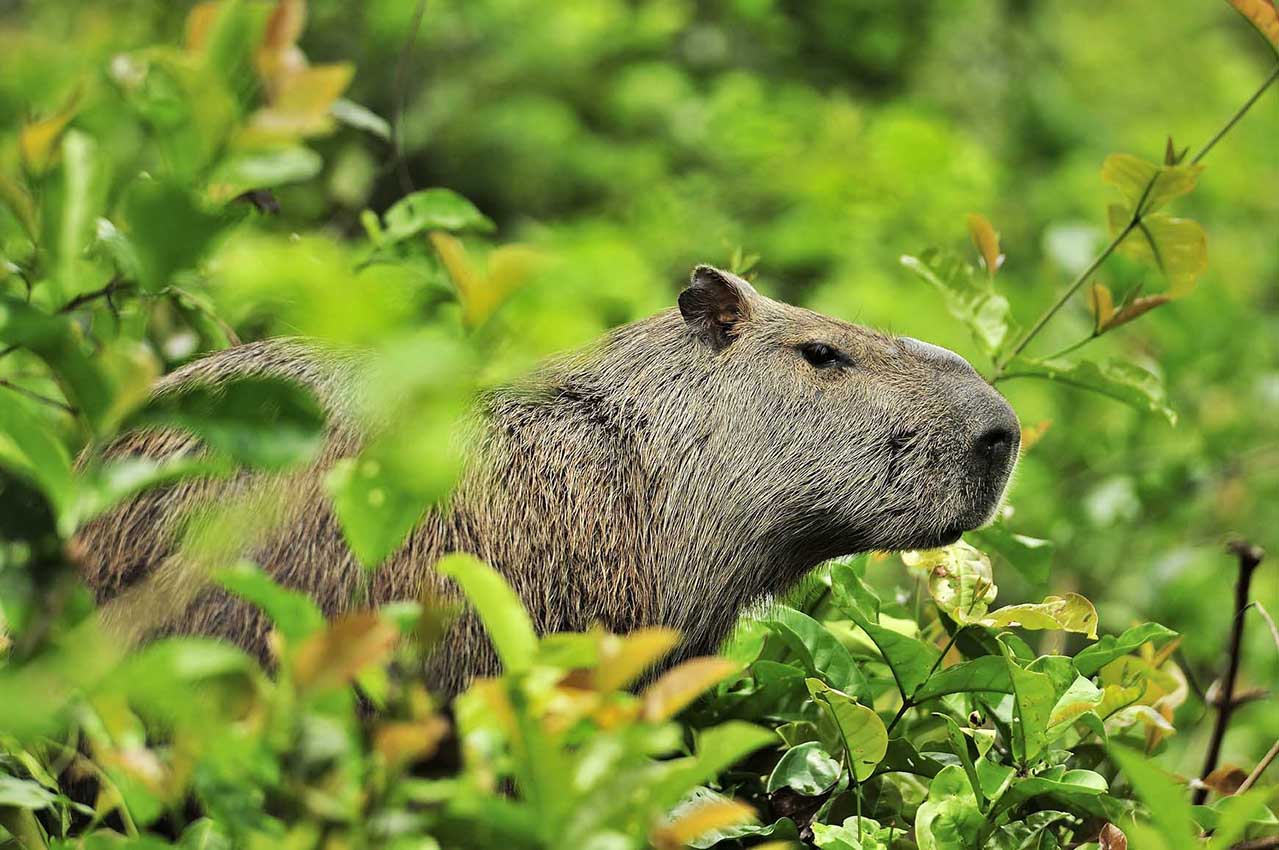 Un grand cabiaï ou capybara dans les marais de Kaw - Guyane Française