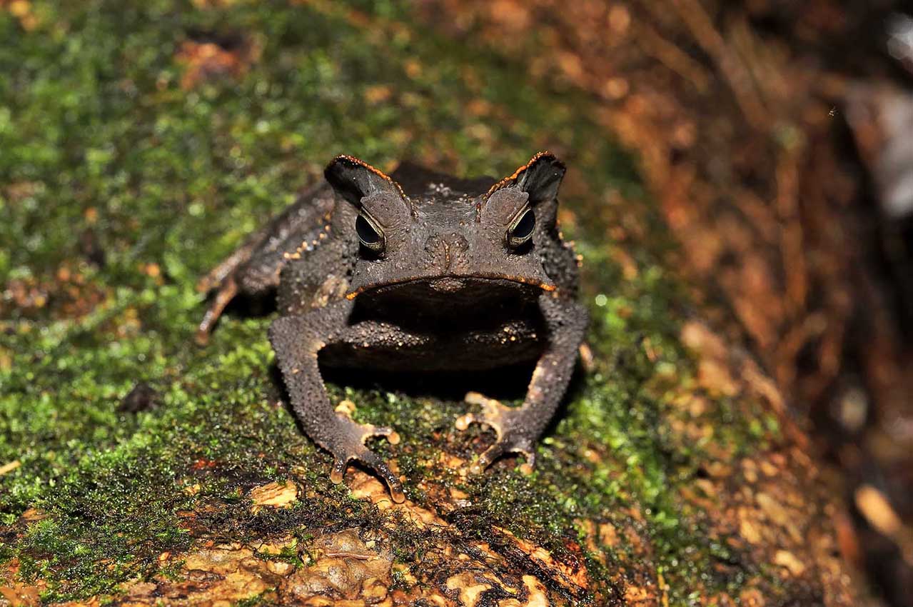 Un crapaud feuille dans la Réserve régionale Trésor - Guyane Française