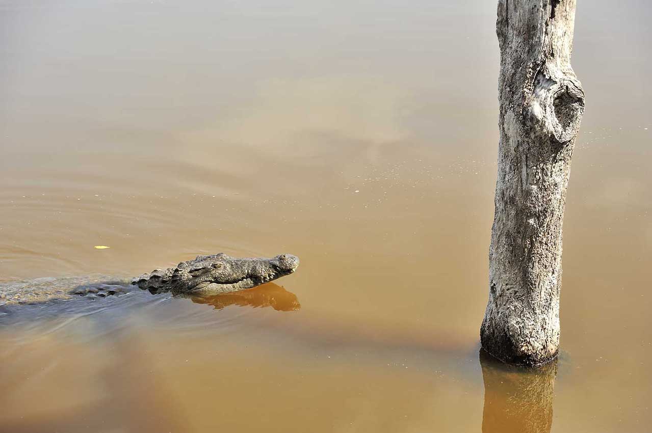Un crocodile américain à la surface dans la mangrove – Mexique
