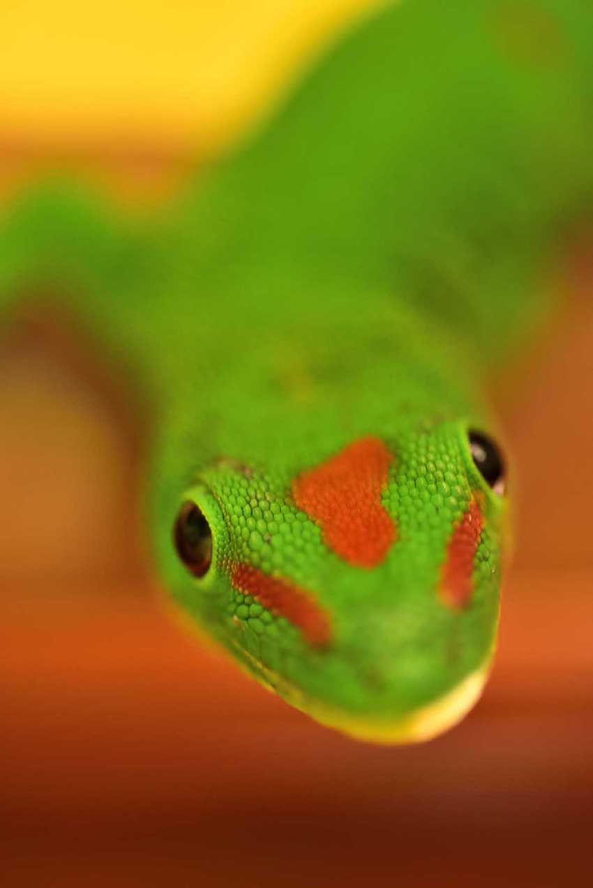 Gros plan de la tête d'un gecko géant de Madagascar – Madagascar