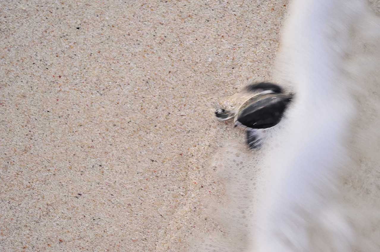 Emergence de jeunes tortues vertes – Madagascar