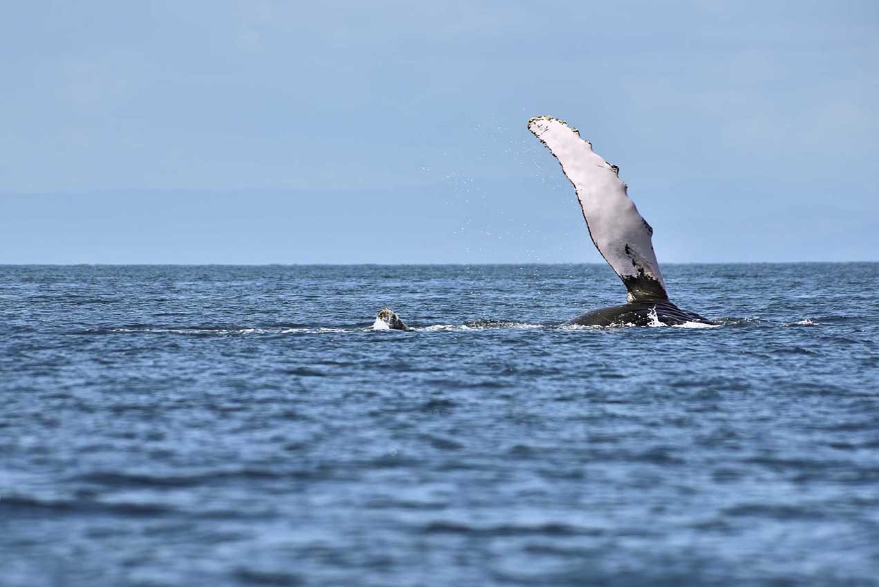 Une baleine à bosse frappe la surface de la mer avec sa nageoire pectorale - Madagascar