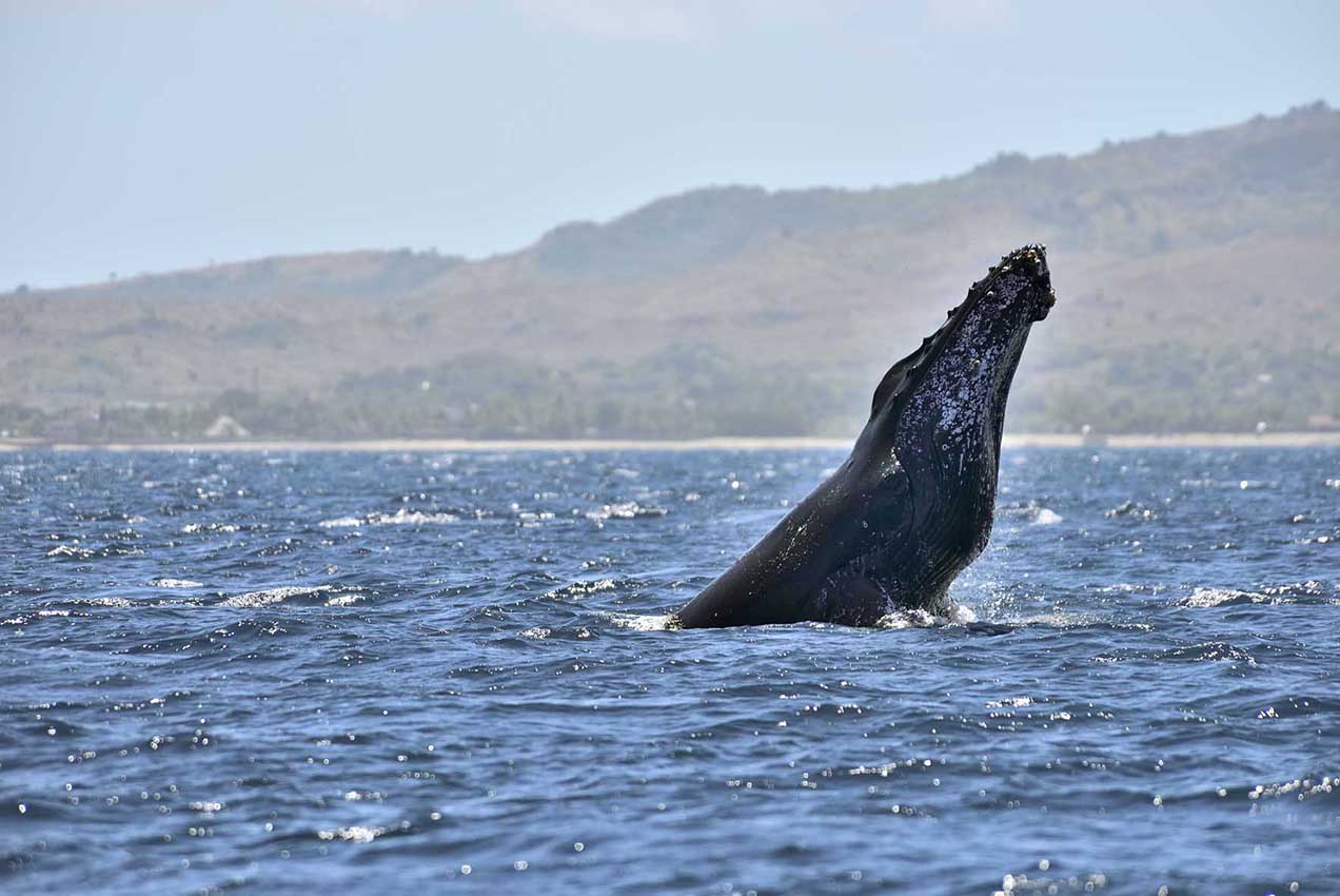 Une baleine à bosse sortant à moitié de l'eau – Madagascar