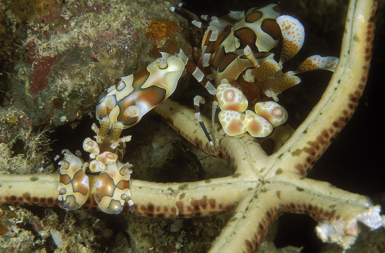 Deux crevettes arlequin (Hymenocera elegans) en train de dépecer une étoile de mer pour la manger – Maldives