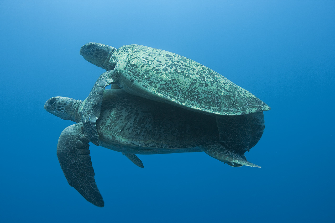 Deux tortues vertes (Chelonia mydas) qui s'accouplent en pleine eau – Australie