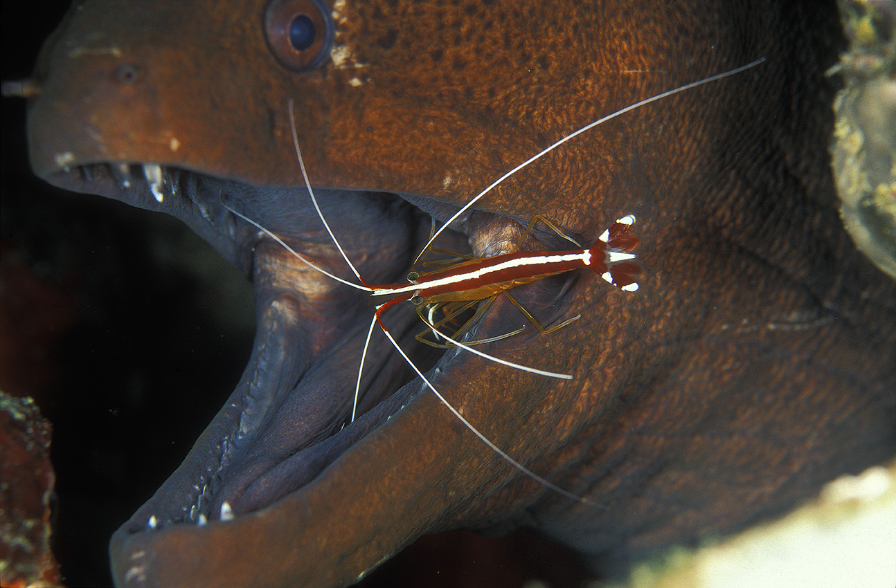 Une crevette nettoyant une murène de Java - Maldives