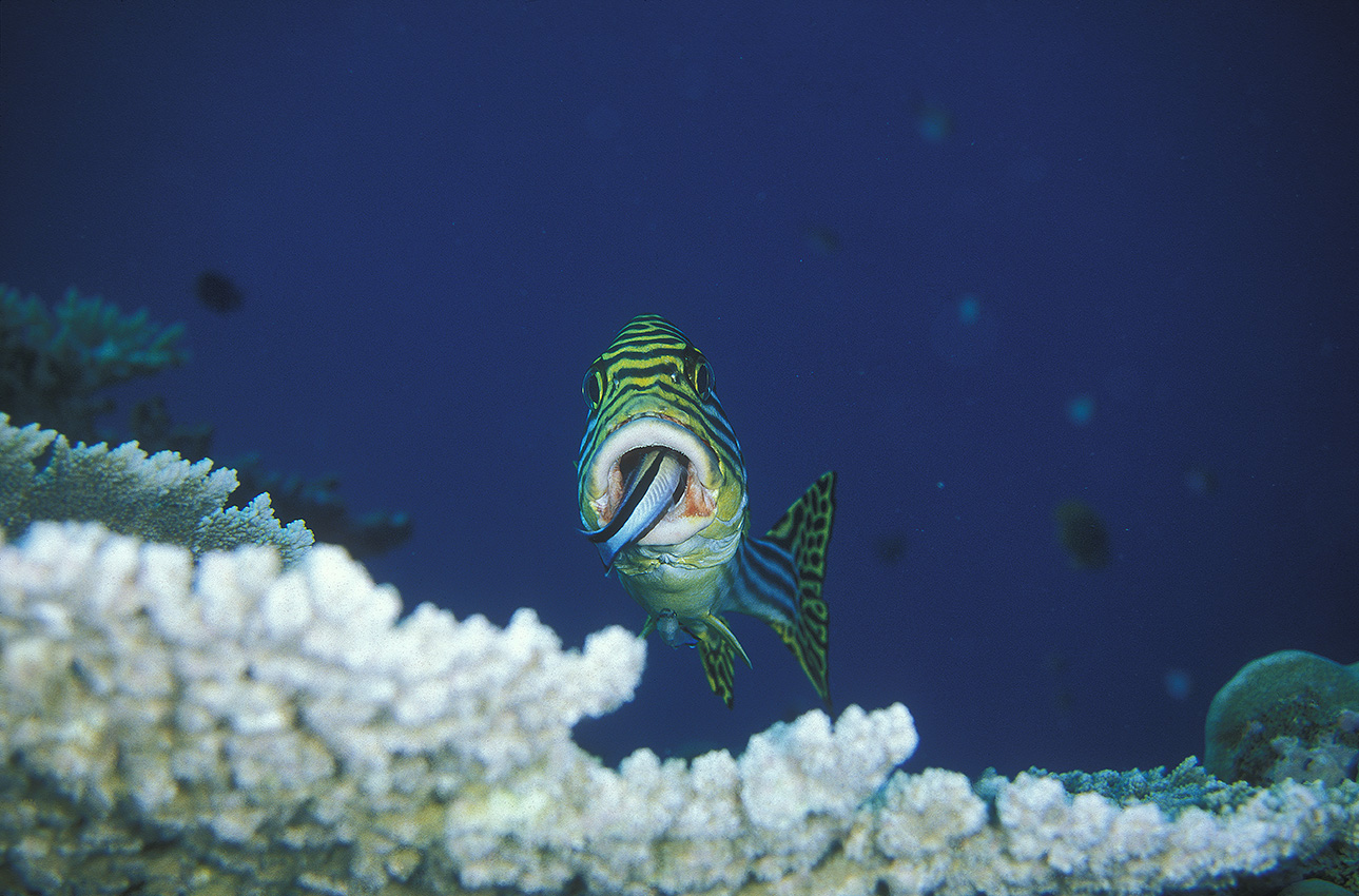 Un labre nettoyant la gueule d'un gaterin oriental - Maldives