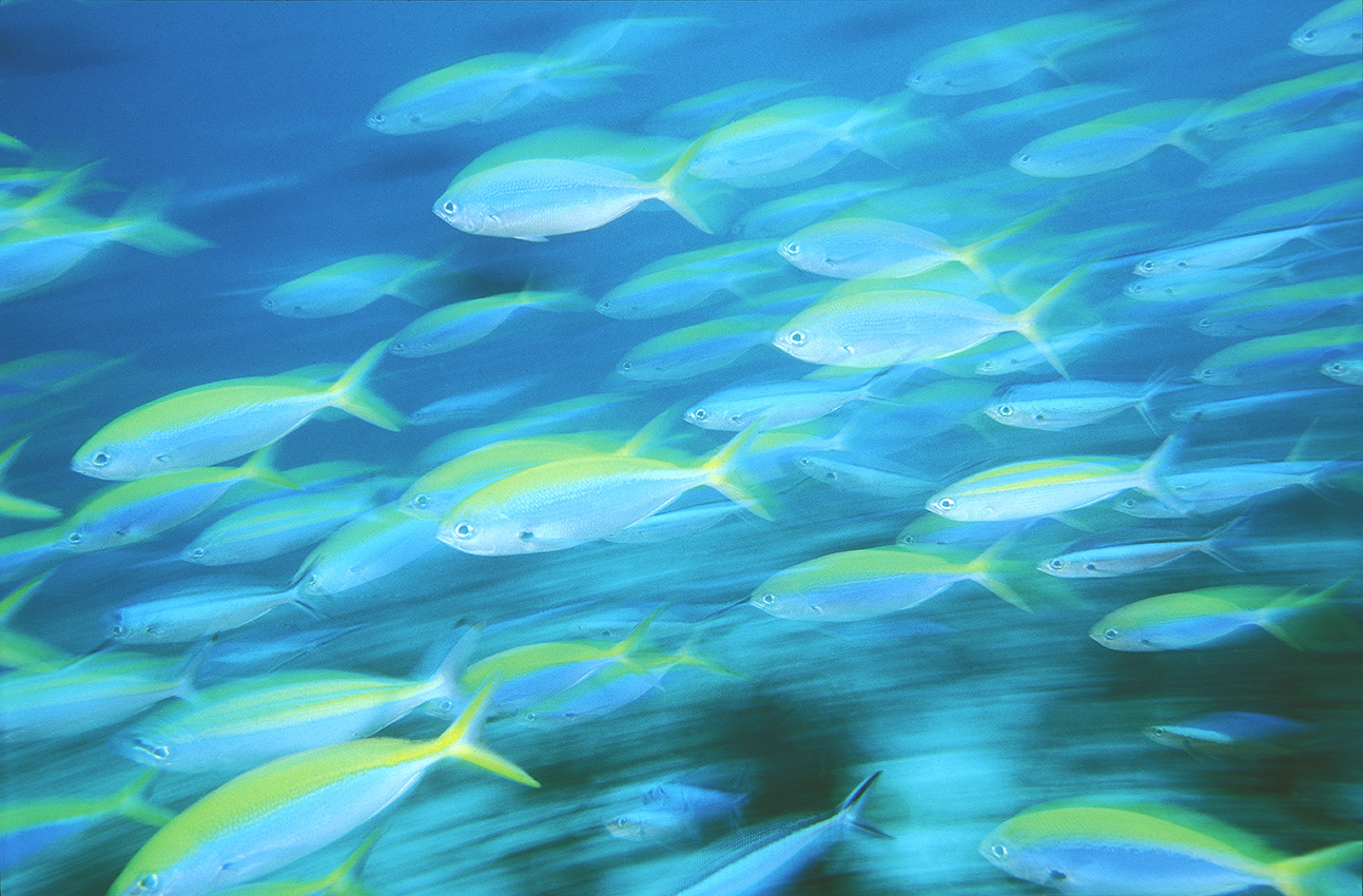 Un banc de fusiliers à dos jaune - Maldives