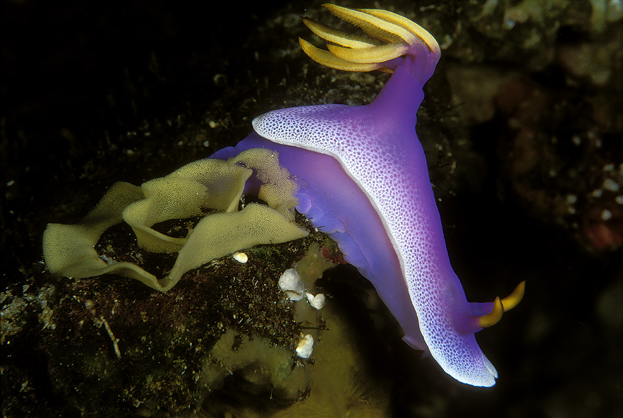 Un nudibranche Chromodoris bullockii en train de pondre ses œufs - Indonésie