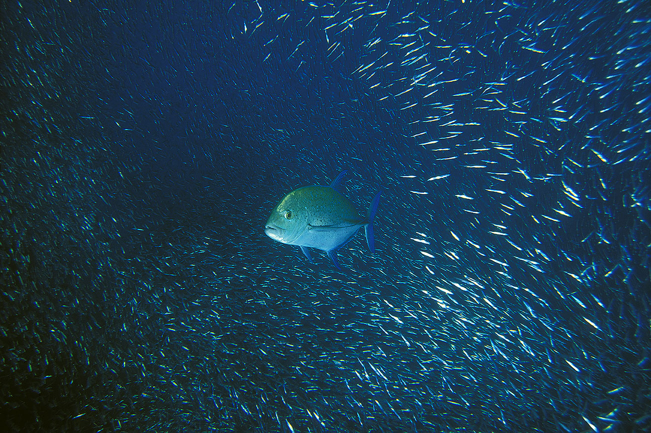 Une carangue chassant dans un banc d'alevins – Maldives