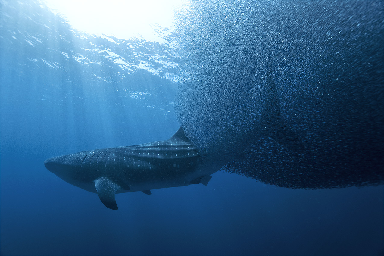 Un requin baleine dans un nuage d'anchois qui s'abritent de leurs prédateurs – Venezuela