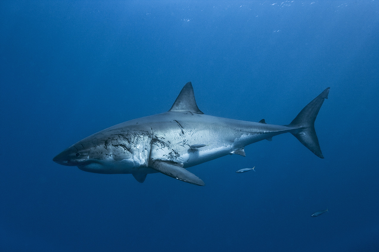 Un grand requin blanc femelle avec des cicatrices suite à l'accouplement - Mexique