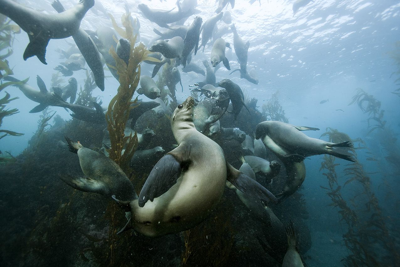 Un groupe d'otaries de Californie dans une forêt de kelp – USA