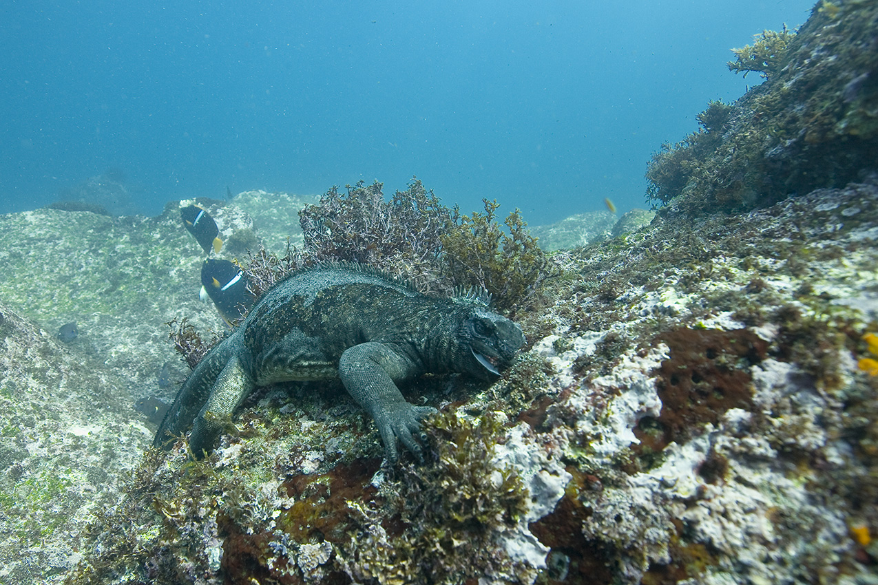 Un iguane marin (broutant des algues - Equateur