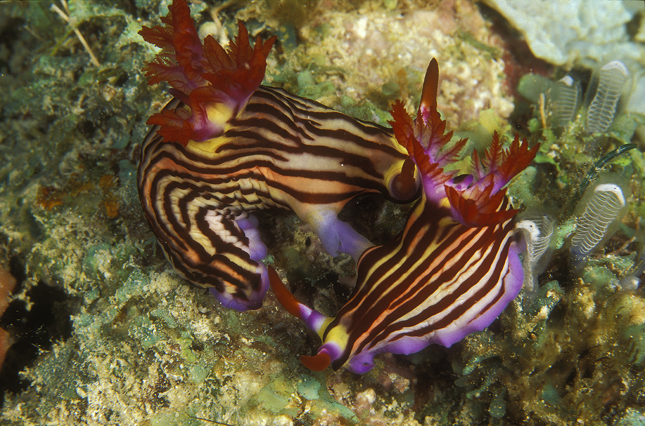 Deux nudibranches Nembrotha purpureolineolata en train de se reproduire – Tanzanie