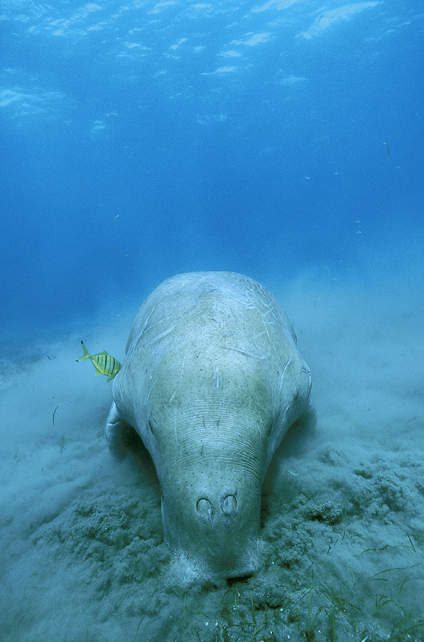 A dugong avec un poisson-pilote broutant de l'herbe - Egypte