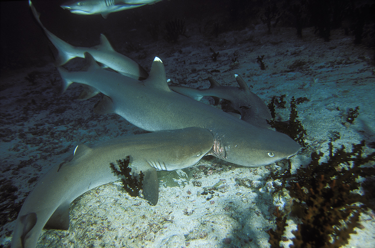 Des requins pointe blanche en train de s'accoupler – Maldives