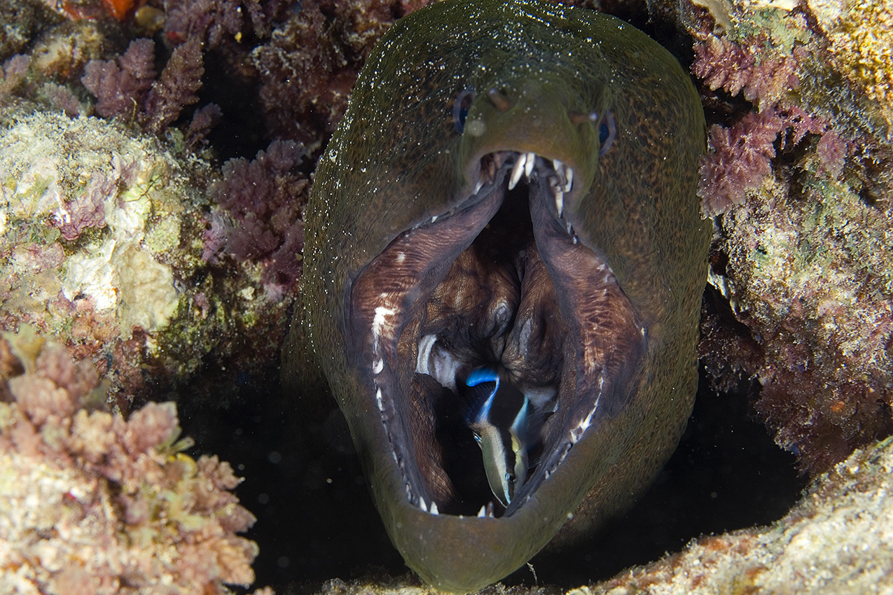 Un labre nettoyeur nettoyant l'intérieur de la bouche d'une murène de java - Nouvelle Calédonie