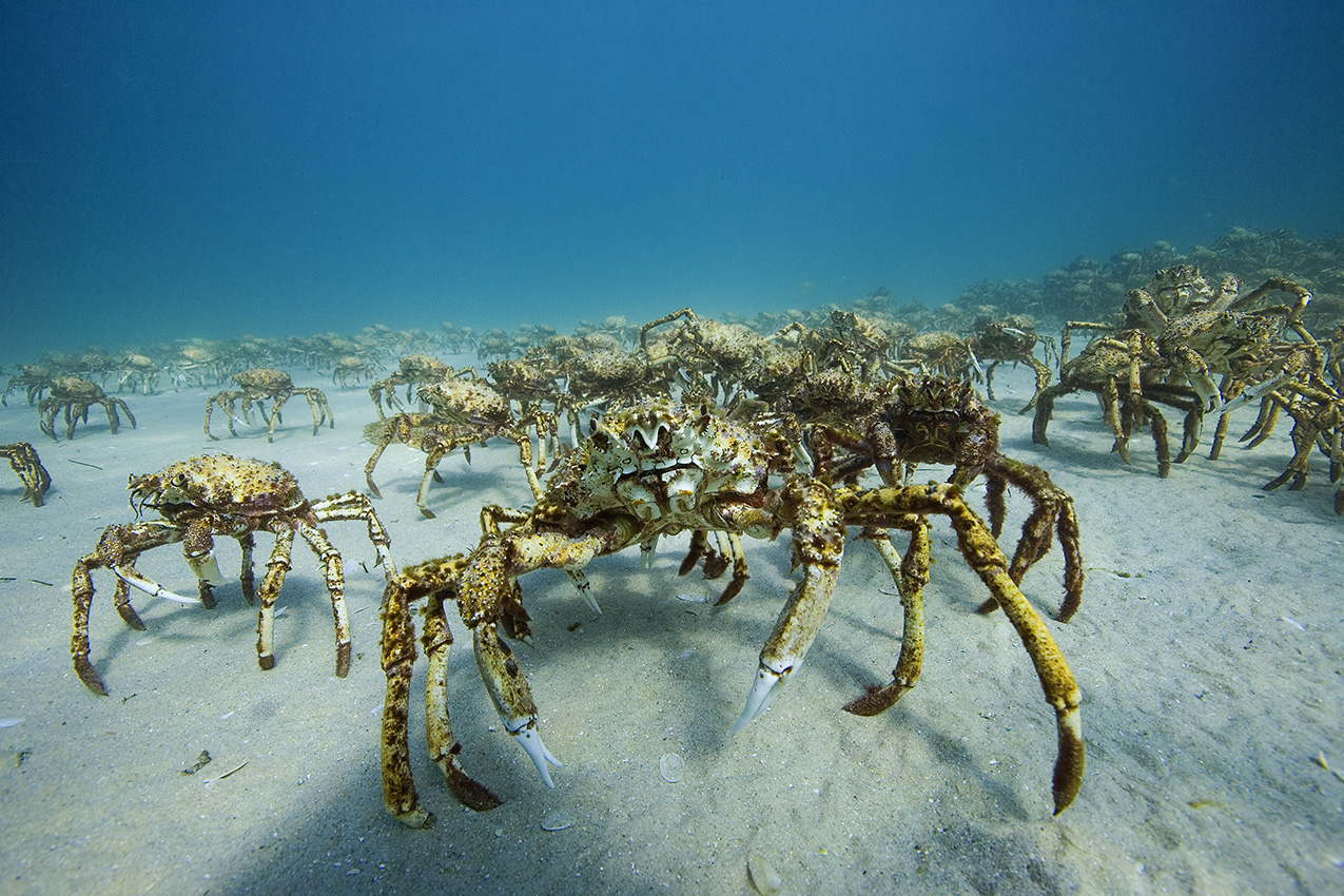 Rassemblement de milliers de crabes araignées de mer pour la mue – Australie
