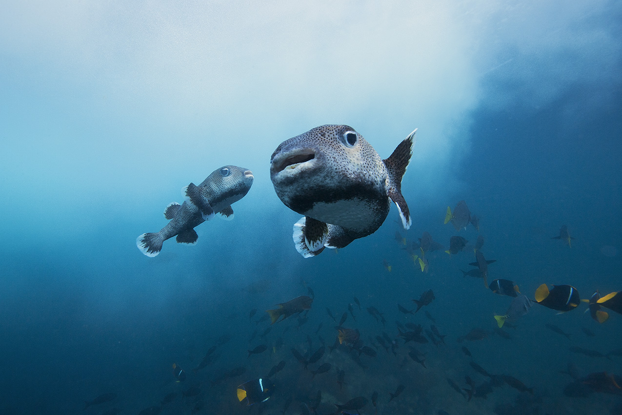 Deux grands poissons porc-épic dans une nage d'accouplement - Galapagos