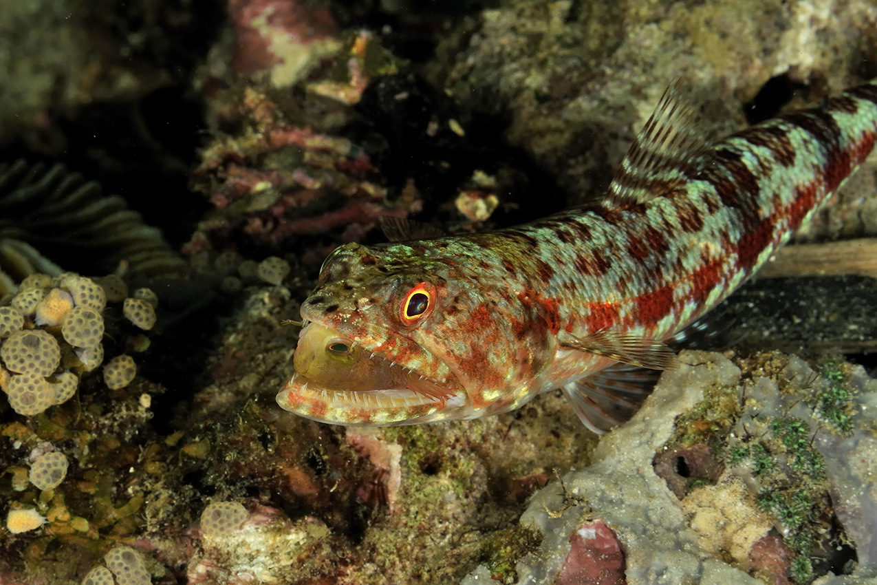 Un poisson-lézard avec un barbier dans la bouche – Philippines