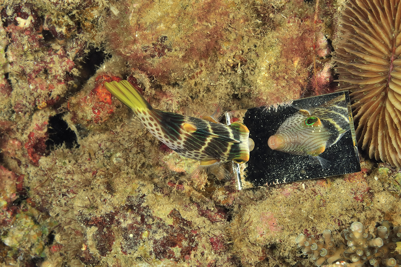 Un canthigaster à selles regardant son reflet dans un miroir et le prenant pour un rival il le charge – Philippines