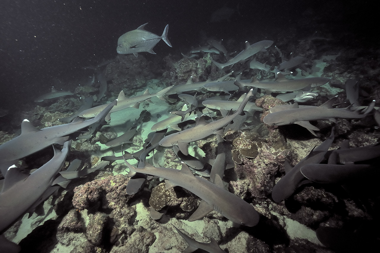 La nuit, les requins pointe blanche sont tellement nombreux qu'ils chassent en groupe - Costa Rica