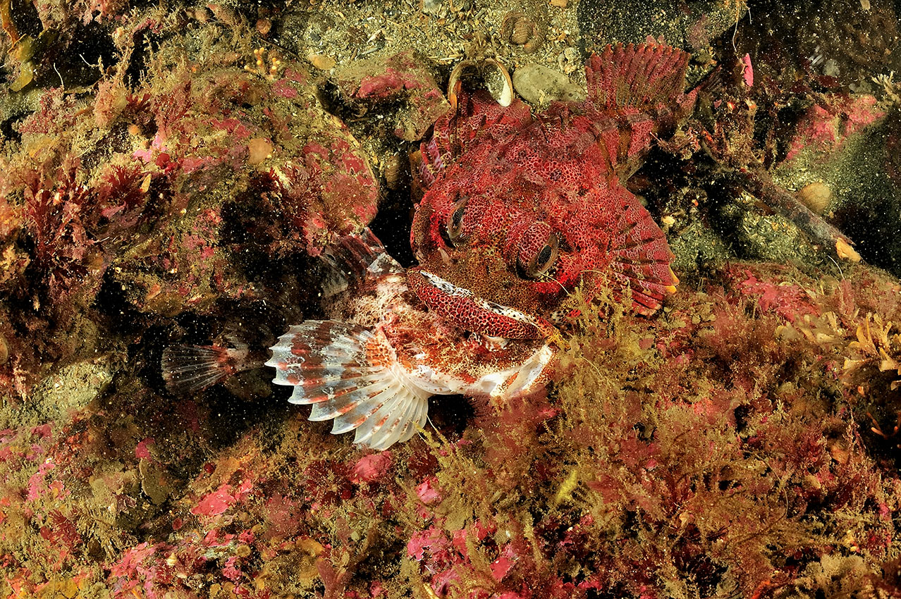 La variante rouge d'un poisson chabot ou sculpin buffle avec un autre dans sa gueule – USA