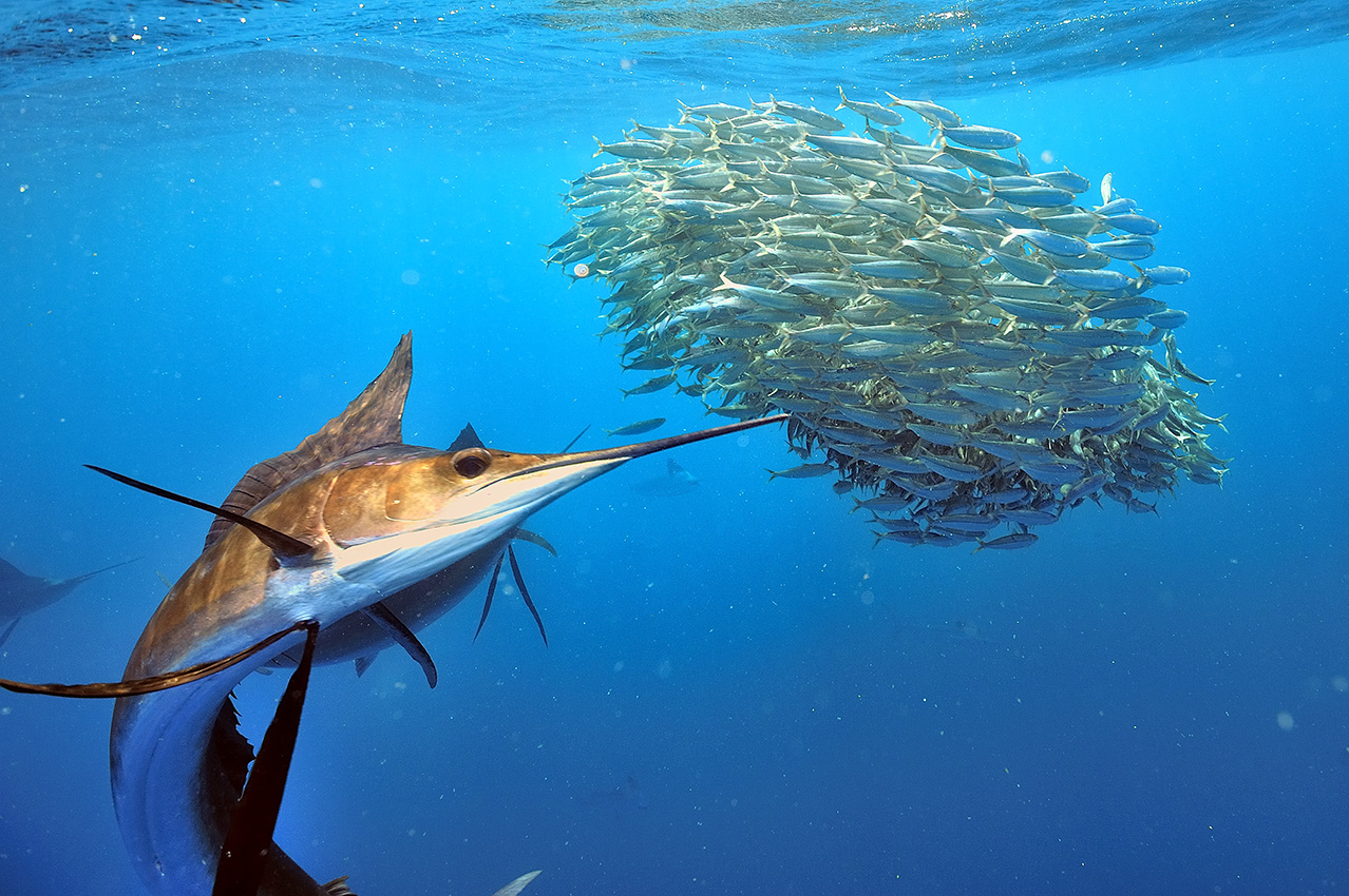 Des poissons ou espadons voiliers de l'Atlantique chassant dans un banc de sardines - Mexique