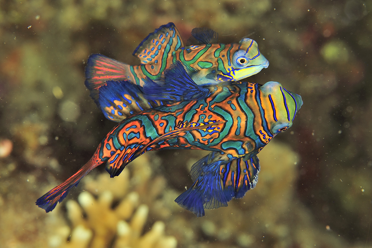 Accouplement d'un couple de poissons-mandarins – Philippines