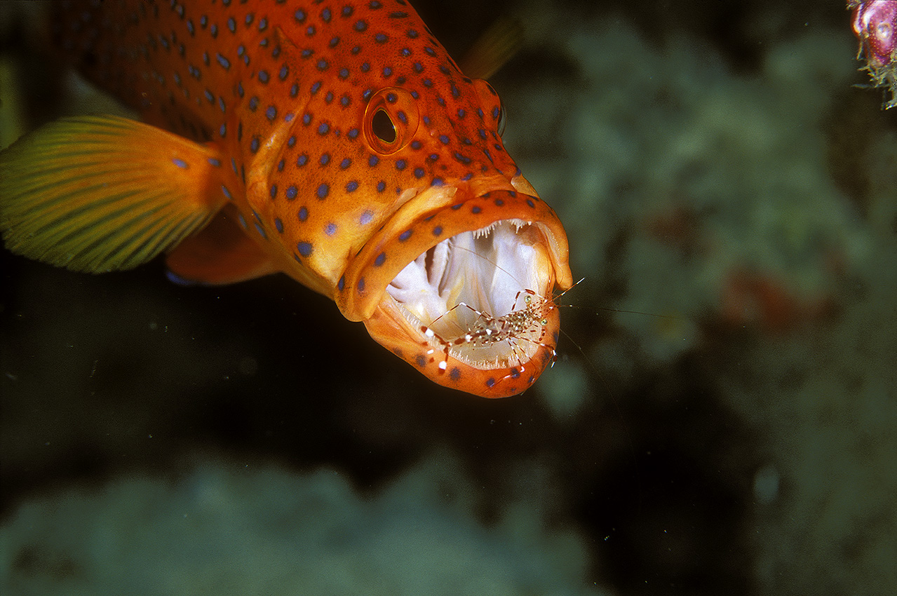 Une crevette nettoyeuse de Brun nettoyant la gueule  d'une vieille de corail ou mérou minium – Maldives