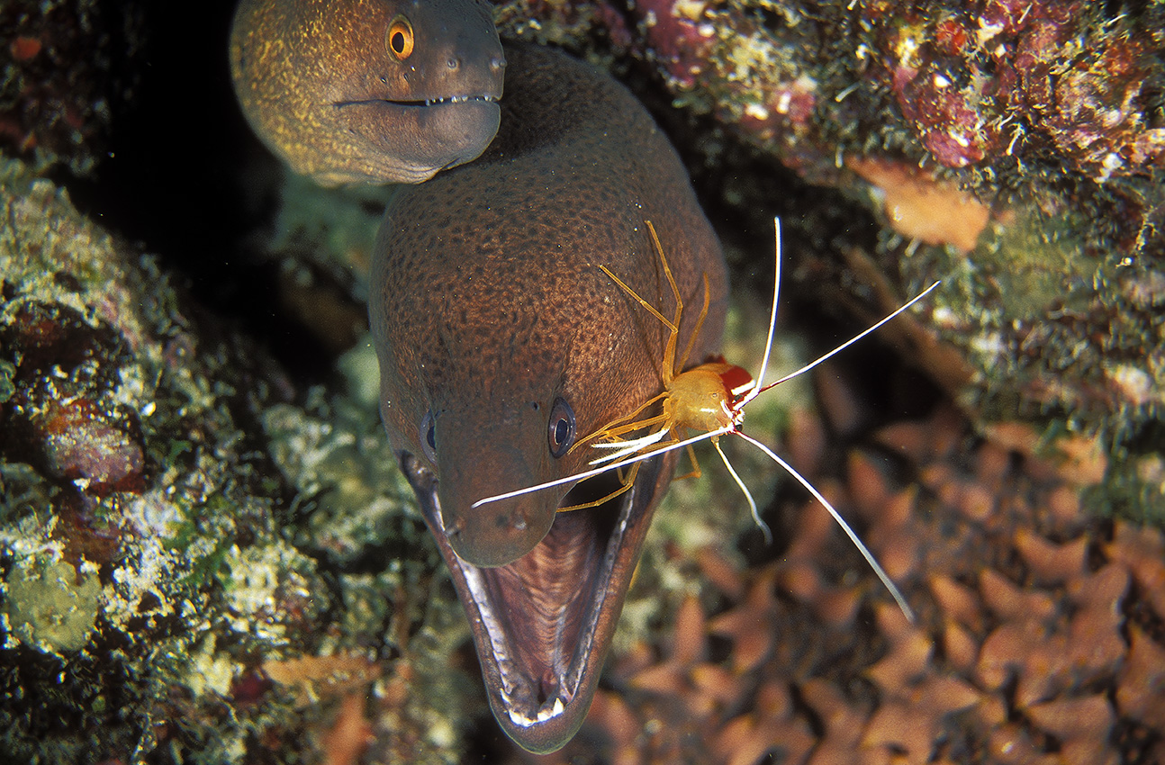 Une crevette nettoyeuse nettoyant une murène de Java – Maldives