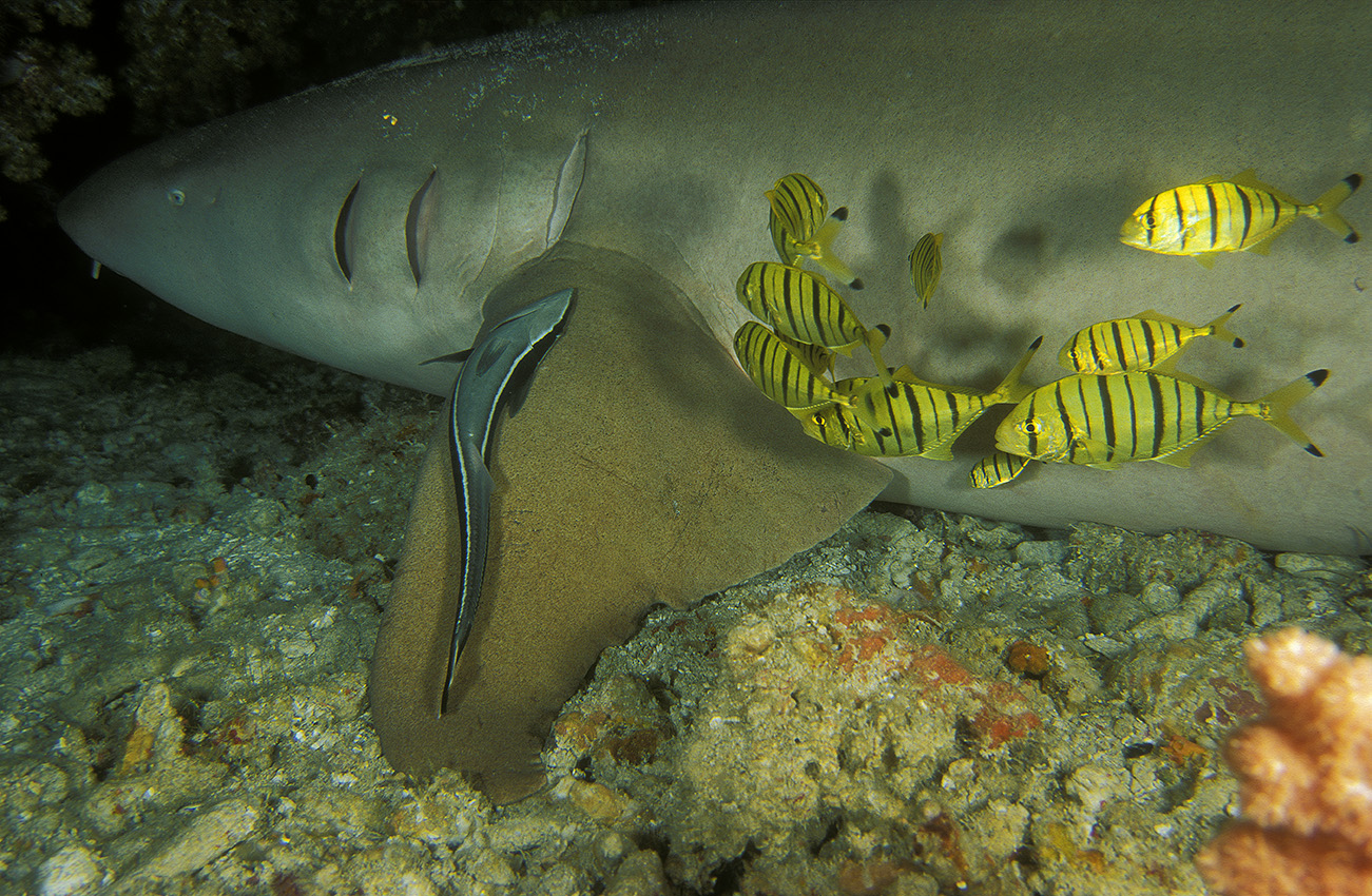 Un requin dormeur avec des poissons-pilotes ou carangues royales jaunes juvénile et un rémora – Maldives