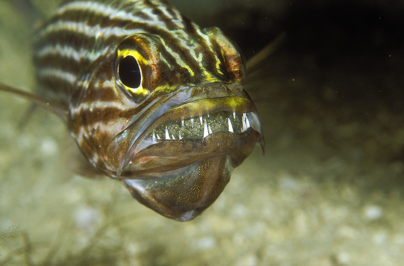Un apogon à grandes dents mâle incubant ses oeufs dans la bouche – Maldives