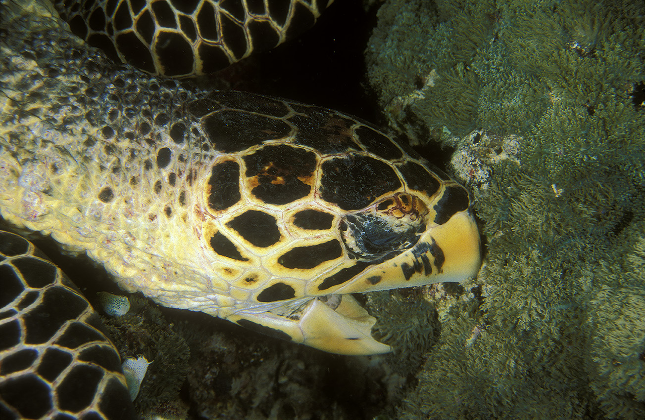 Une tortue à écailles ou imbriquée en train de manger  - Maldives