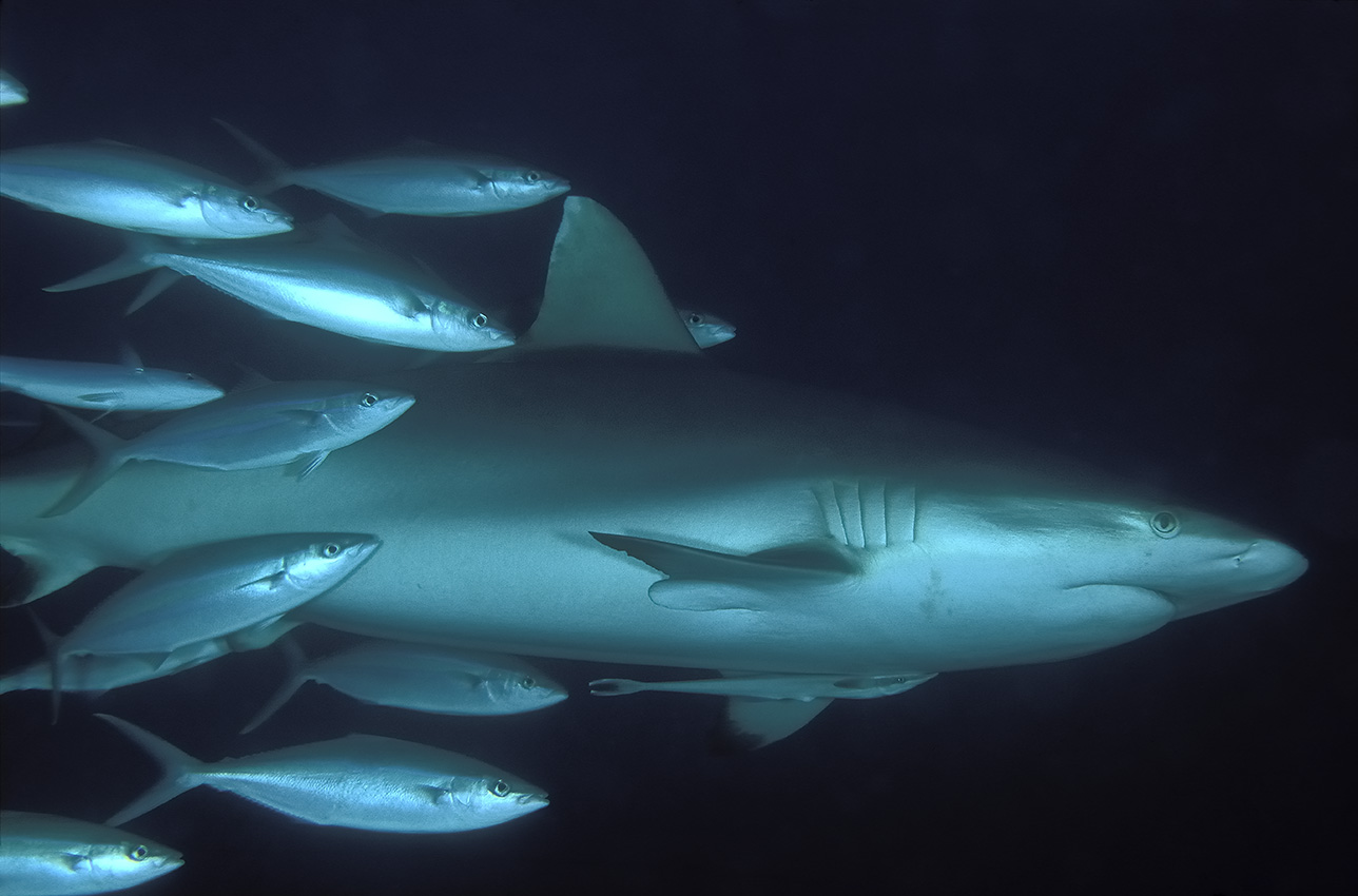 Un requin gris avec un rémora et un banc de coureurs arc-en-ciel qui se déparasitent en se frottant à sa peau râpeuse – Maldives