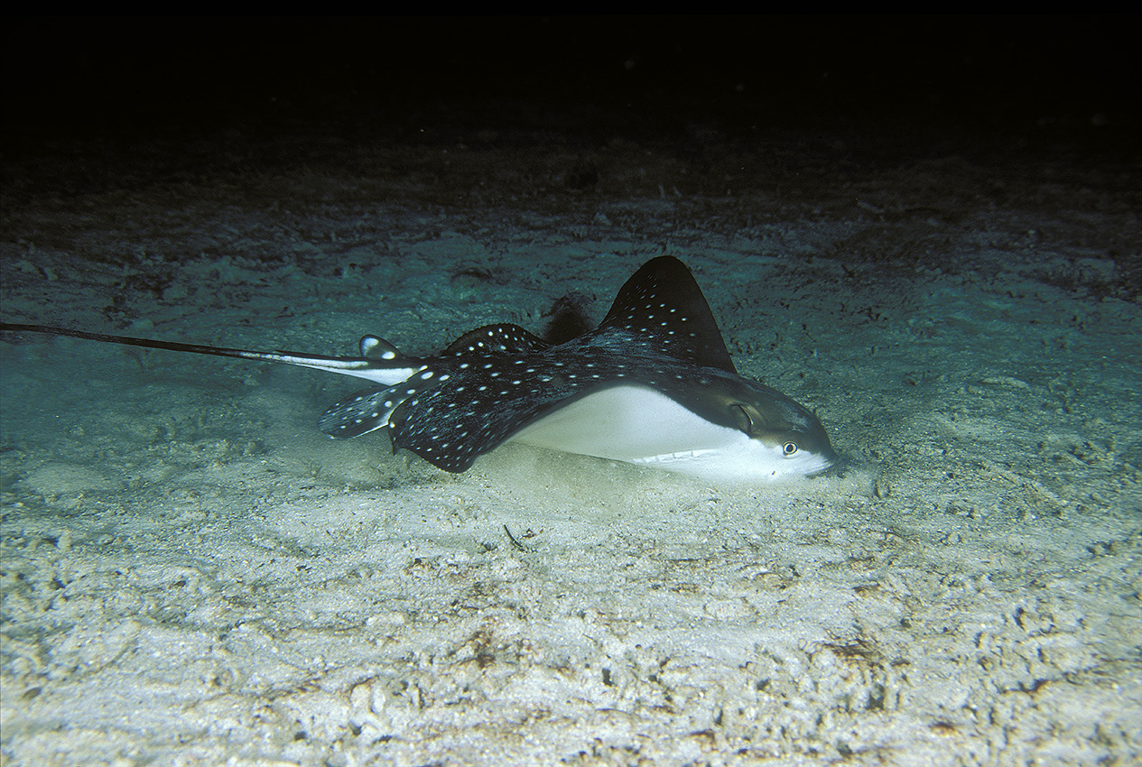 Une raie aigle ou léopard fouillant le sable la nuit en quête d’une proie - Costa Rica