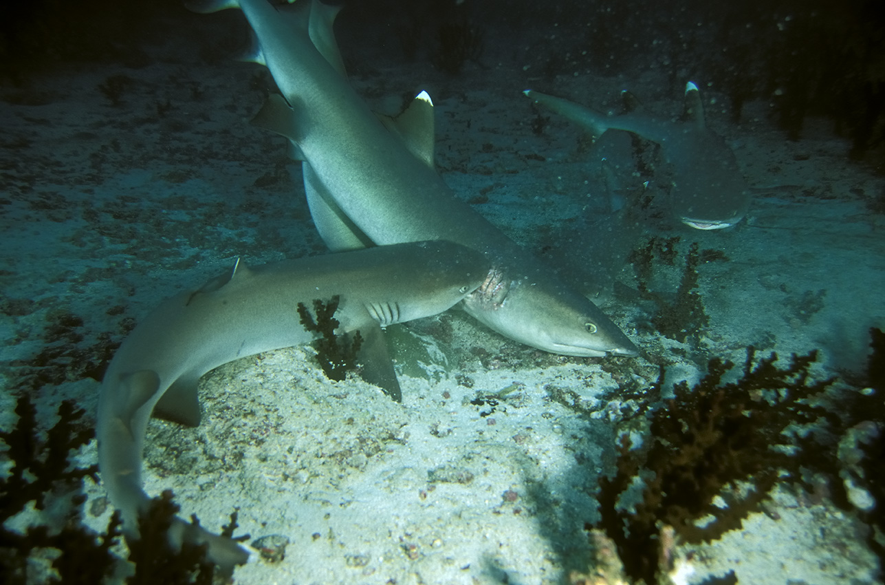 Des requins pointe blanche en train de s'accoupler – Maldives