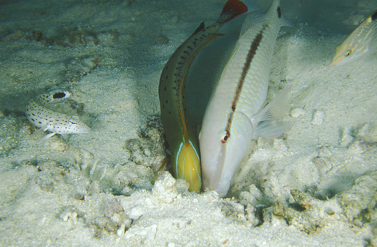 Un labre coris reine et un rouget barbet rayé en train de fouiller le sable pour manger – Maldives