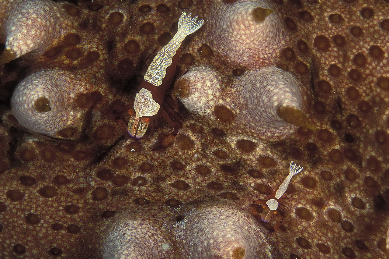 Deux crevettes commensales empereur sur une holothurie - Maldives