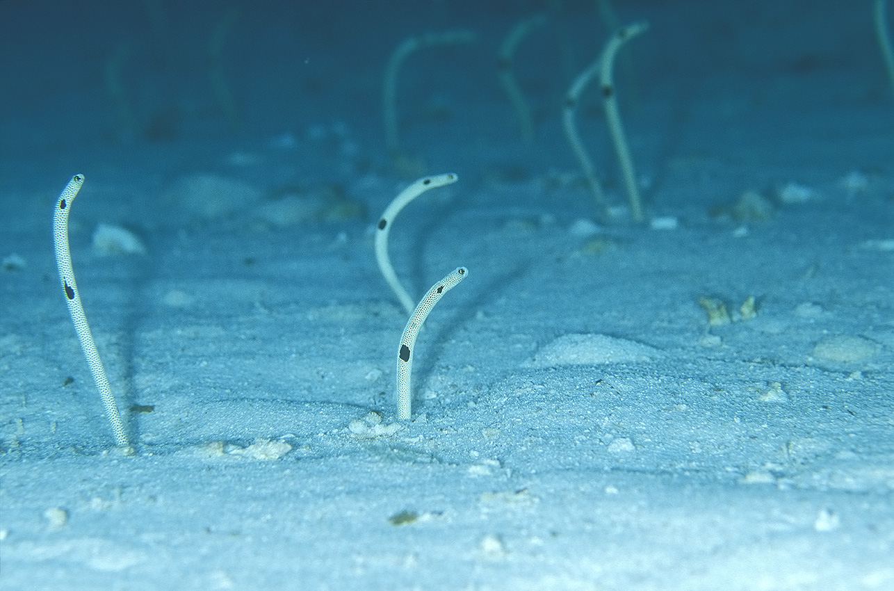 Des hétérocongres tachetés ou anguilles de jardin tachetées – Maldives