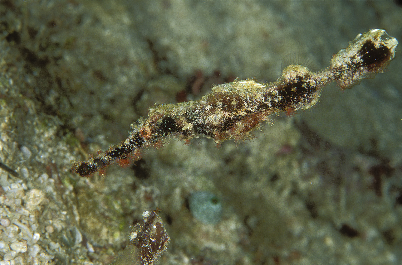 Un poisson-fantôme imitant une brindille – Maldives