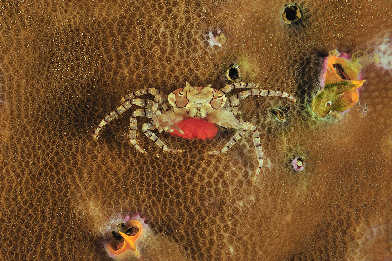 Un crabe boxeur ou pompom portant ses oeufs – Indonésie