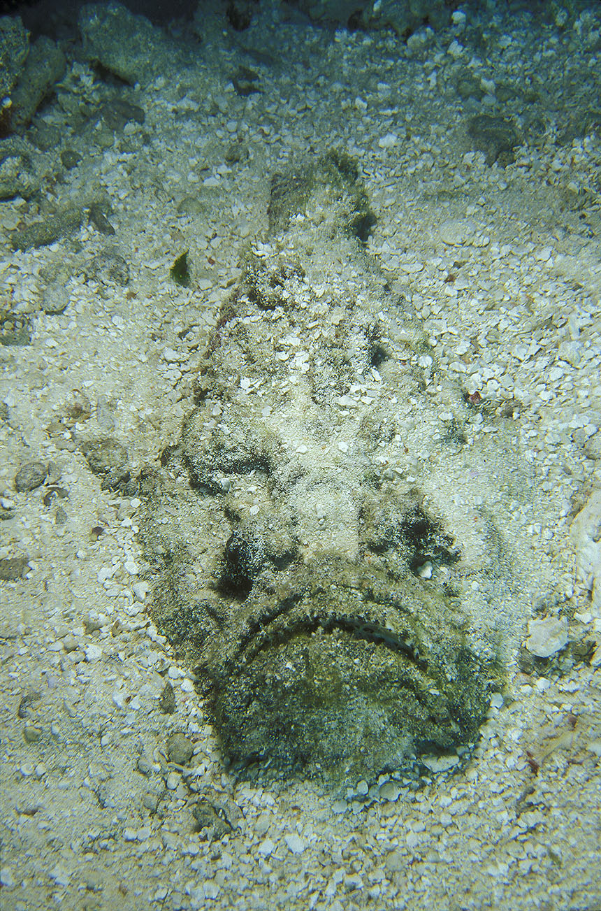 Un poisson pierre enterré dans le sable – Maldives