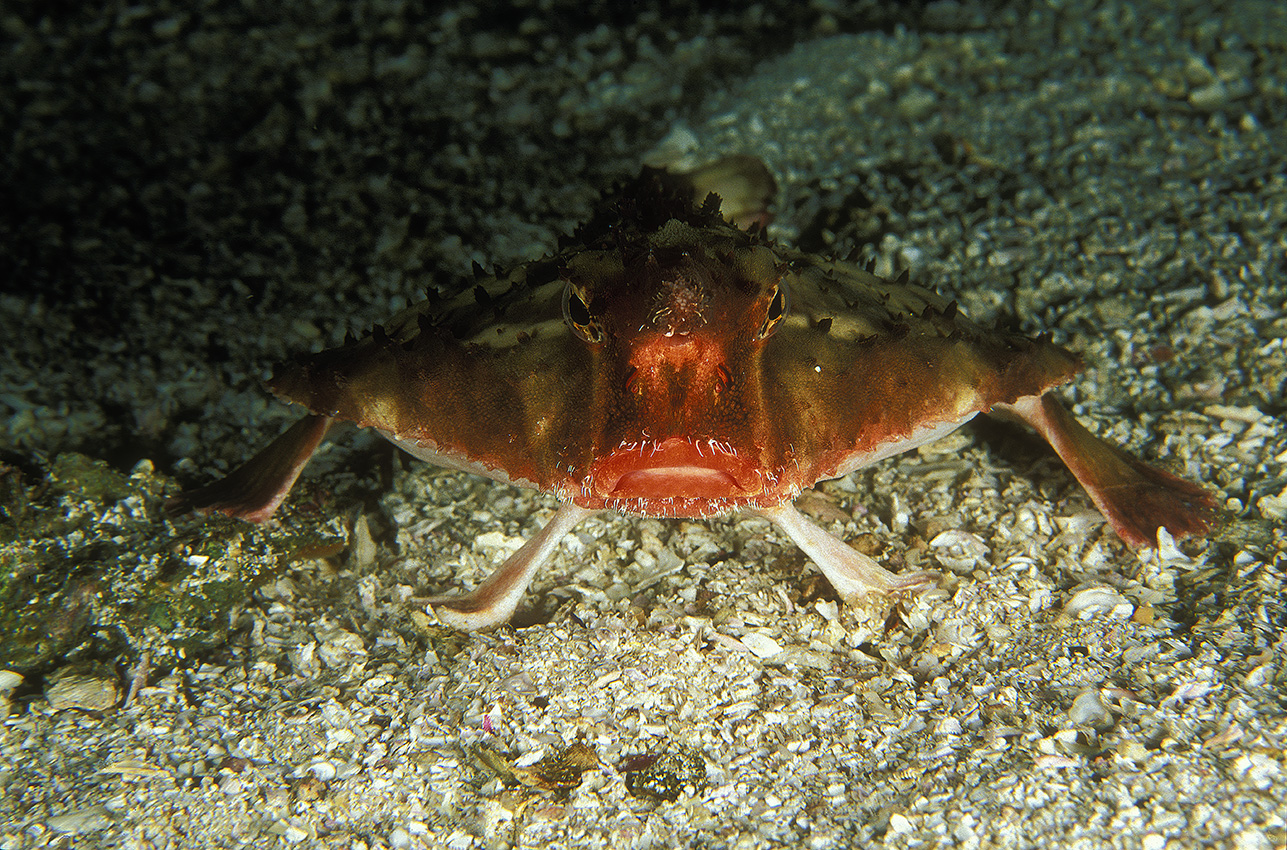 Un poisson chauve-souris à lèvres roses - Costa Rica