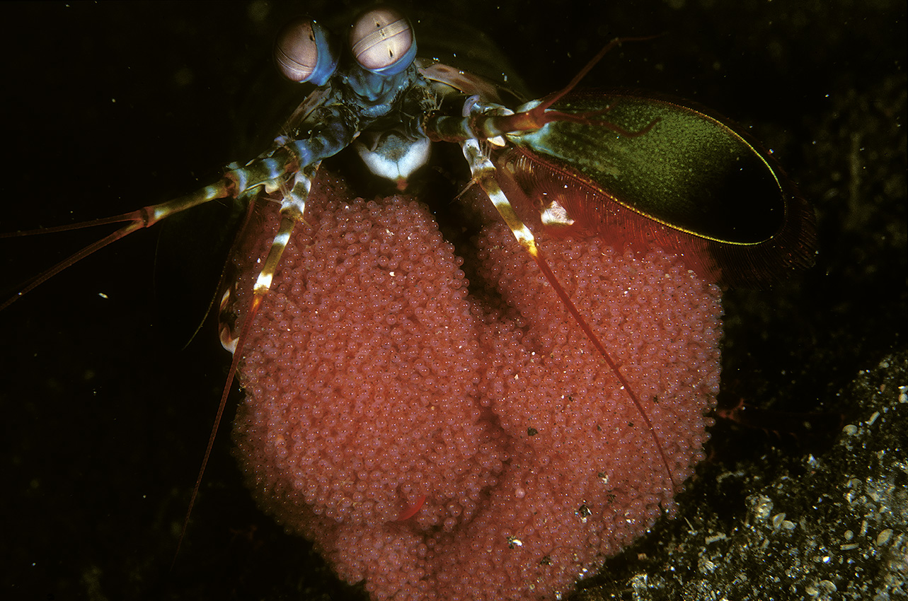 Une crevette mantis portant ses oeufs – Indonésie