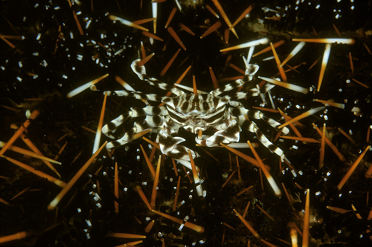 Un crabe zèbre vivant sur un oursin – Indonésie