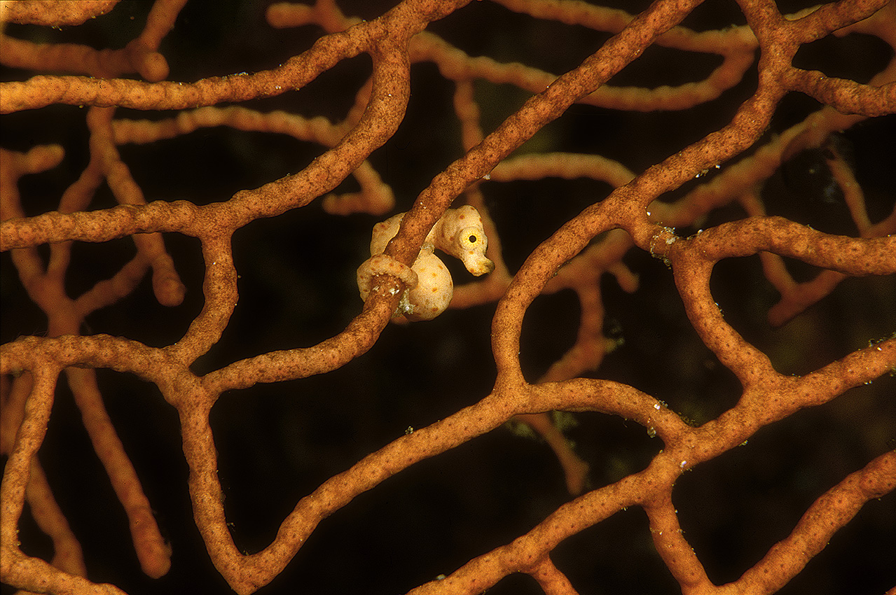 Un hippocampe denise sur une gorgone - Indonésie